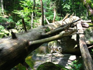 Gemeindebilder Freyung m. Kreuzberg, Wildnis in der Klamm Buchberger Leite bei Freyung.