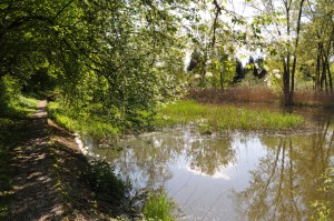 Gemeindebilder Reichersberg, Wege durch die Innauen