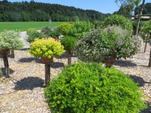 Kräutergarten im Topf