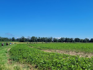 Pilgerwanderung und Pilgermesse im memoriam August Vorauer