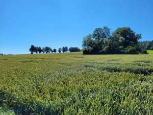 Pilgerwanderung und Pilgermesse im memoriam August Vorauer