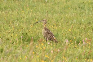 Brachvogel